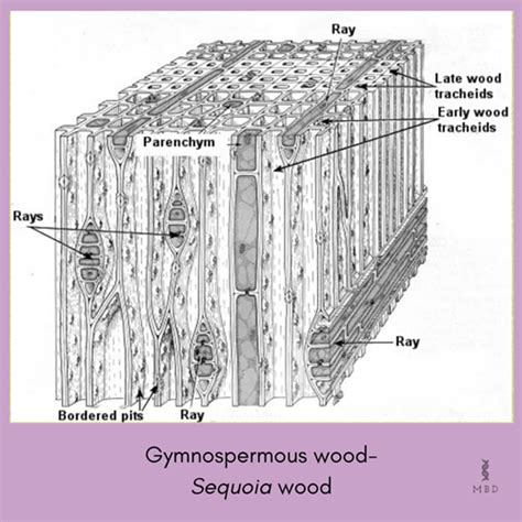 木英文|wood 在英语